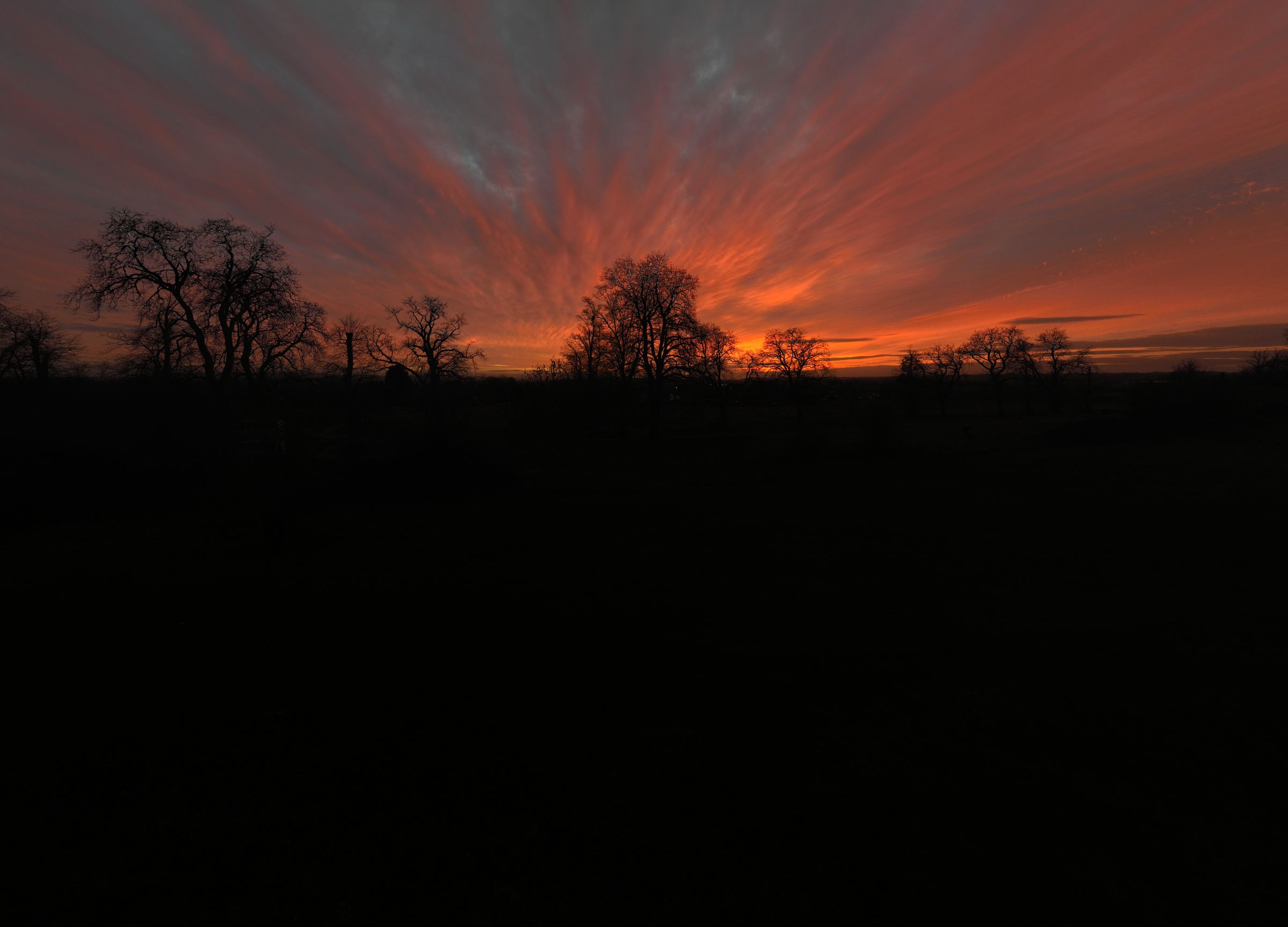 Radiating winter sunset over a stand of bare oaks