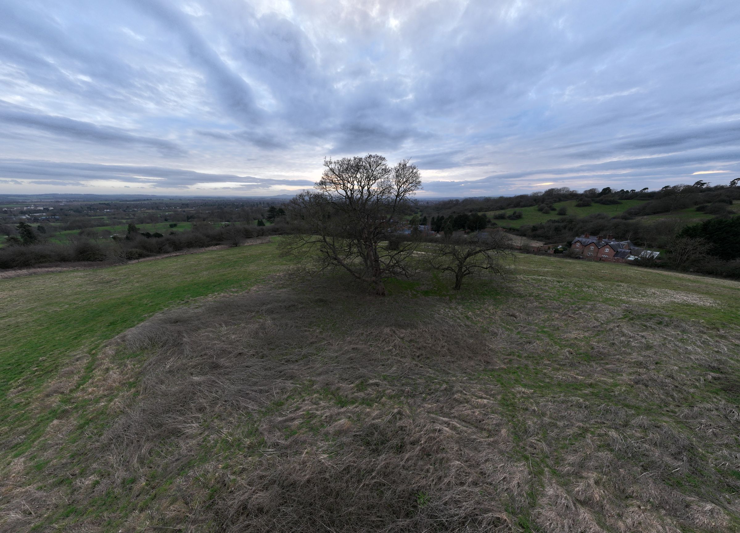 Soft overcast light over green hills and a lone tree