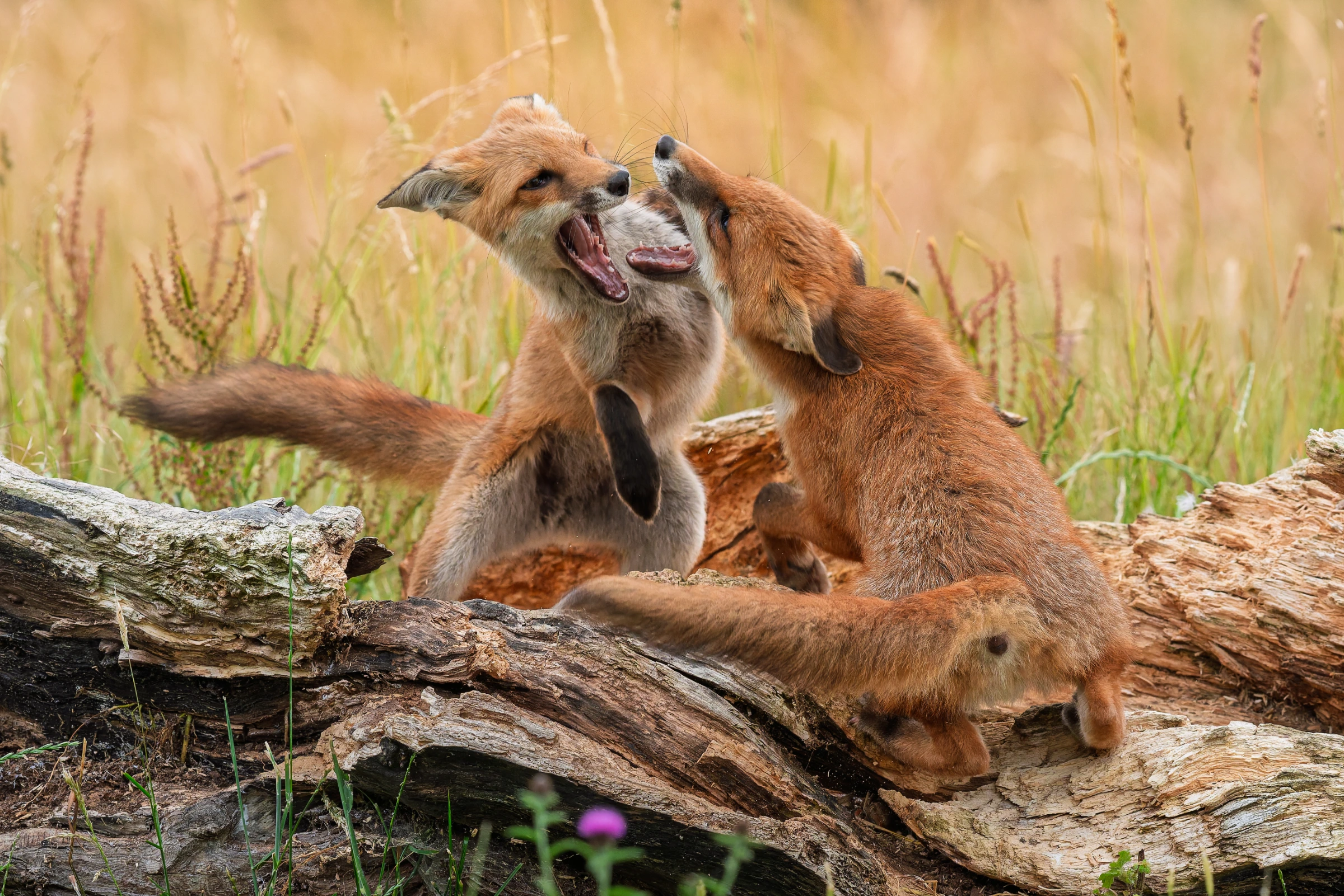 Two young foxes playfighting on a log